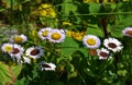 Beautiful flowers of Erigeron Alpinus in the park. Royalty Free Stock Photo