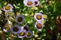 Beautiful flowers of Erigeron Alpinus in the park.