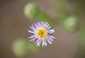 Erigeron alpinus plant flower in bloom. Royalty Free Stock Photo