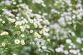 Erigeron annuus annual fleabane, daisy fleabane white flowers Royalty Free Stock Photo