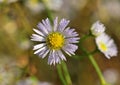 Erigeron annuus, the annual fleabane with dewdrops