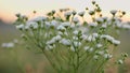 Erigeron Annuus backlit with sunrise