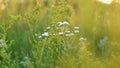 Erigeron Annuus backlit with sunrise