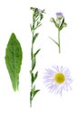 Erigeron annuus