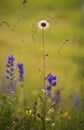 Erigeron annuus flower, in summer meadow at evening Royalty Free Stock Photo
