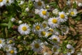 Erigeron Annuus Flowers, also known as fleabane, daisy fleabane, or eastern daisy fleabane, growing in the meadow under the warm Royalty Free Stock Photo
