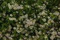 Erigeron Annuus Flowers, also known as fleabane, daisy fleabane, or eastern daisy fleabane, growing in the meadow under the warm Royalty Free Stock Photo