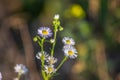 Erigeron annuus flowers in autumn day