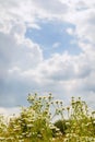 Erigeron annuus flowers in field against cloudy sky in summer Royalty Free Stock Photo