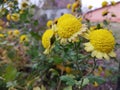 Erigeron annuus flowers in the garden