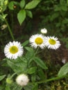 Erigeron annuus, daisy Royalty Free Stock Photo