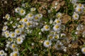 Erigeron annuus known as annual fleabane, daisy fleabane, or eastern daisy fleabane