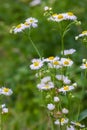 Erigeron annuus known as annual fleabane, daisy fleabane, or eastern daisy fleabane