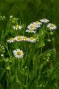 Erigeron annuus known as annual fleabane, daisy fleabane, or eastern daisy fleabane