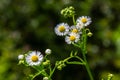 Erigeron annuus known as annual fleabane, daisy fleabane, or eastern daisy fleabane