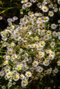 erigeron annuus in summer , annual fleabane , daisy fleabane