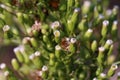 Erigeron canadensis, Conyza canadensis, Compositae.