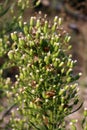 Erigeron canadensis, Conyza canadensis, Compositae.