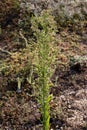 Erigeron canadensis, Conyza canadensis, Compositae.