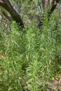 Erigeron canadensis Conyza canadensis known as Horseweed Royalty Free Stock Photo