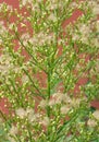 Erigeron canadensis grows in nature