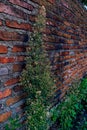 Erigeron canadensis (horseweed Canadian horseweed butterweed)