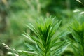 Crown of Erigeron canadensis plant also called horseweed, Texas horseweed, Canadian fleabane, coltstail, marestail and Royalty Free Stock Photo