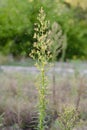 Erigeron Canadensis Plant