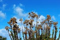 Erigeron canadensis under blue sky