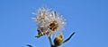 Pappies wet with dew of Canadian horseweed, a winter morning