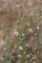 ERIGERON DIVERGENS BLOOM - SAN BERNARDINO MTNS - 070920 B