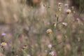 ERIGERON DIVERGENS BLOOM - SAN BERNARDINO MTNS - 070920 D