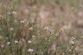 ERIGERON DIVERGENS BLOOM - SAN BERNARDINO MTNS - 070920 A