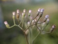 Erigeron divergens flowers on green blurred background