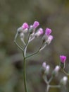 Erigeron divergens flowers on green blurred background