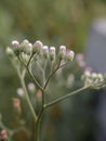 Erigeron divergens flowers on green blurred background