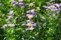 Flowering Erigeron in the garden