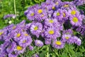 Erigeron flowers in bloom