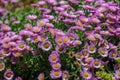 Purple flowers of seaside daisy blooming in the summer Royalty Free Stock Photo