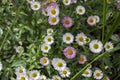 Erigeron karvinskianus in bloom, flower background Royalty Free Stock Photo