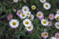 Erigeron karvinskianus flowers in bloom