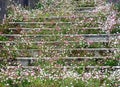 Erigeron karvinskianus common name American flea bane on stips Royalty Free Stock Photo