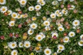 Erigeron Karvinskianus daisy flowers Royalty Free Stock Photo