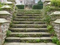 Erigeron karvinskianus flowering on stately home steps Royalty Free Stock Photo