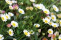 Erigeron karvinskianus flowers from May to October Royalty Free Stock Photo