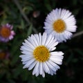 Erigeron karvinskianus or Mexican Daisy. Beautiful color and flowers. The daisy bush has a lot of blooms in the flower bed. Royalty Free Stock Photo