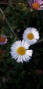 Erigeron karvinskianus or Mexican Daisy. Beautiful color and flowers. The daisy bush has a lot of blooms in the flower bed. Royalty Free Stock Photo