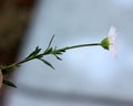 Erigeron karvinskianus, Mexican fleabane, Santa Barbara daisy