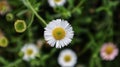 Erigeron karvinskianus or seaside daisy Mexican sun loving can producing thousands of flowers Royalty Free Stock Photo