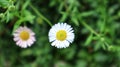 Erigeron karvinskianus or seaside daisy Mexican sun loving can producing thousands of flowers Royalty Free Stock Photo